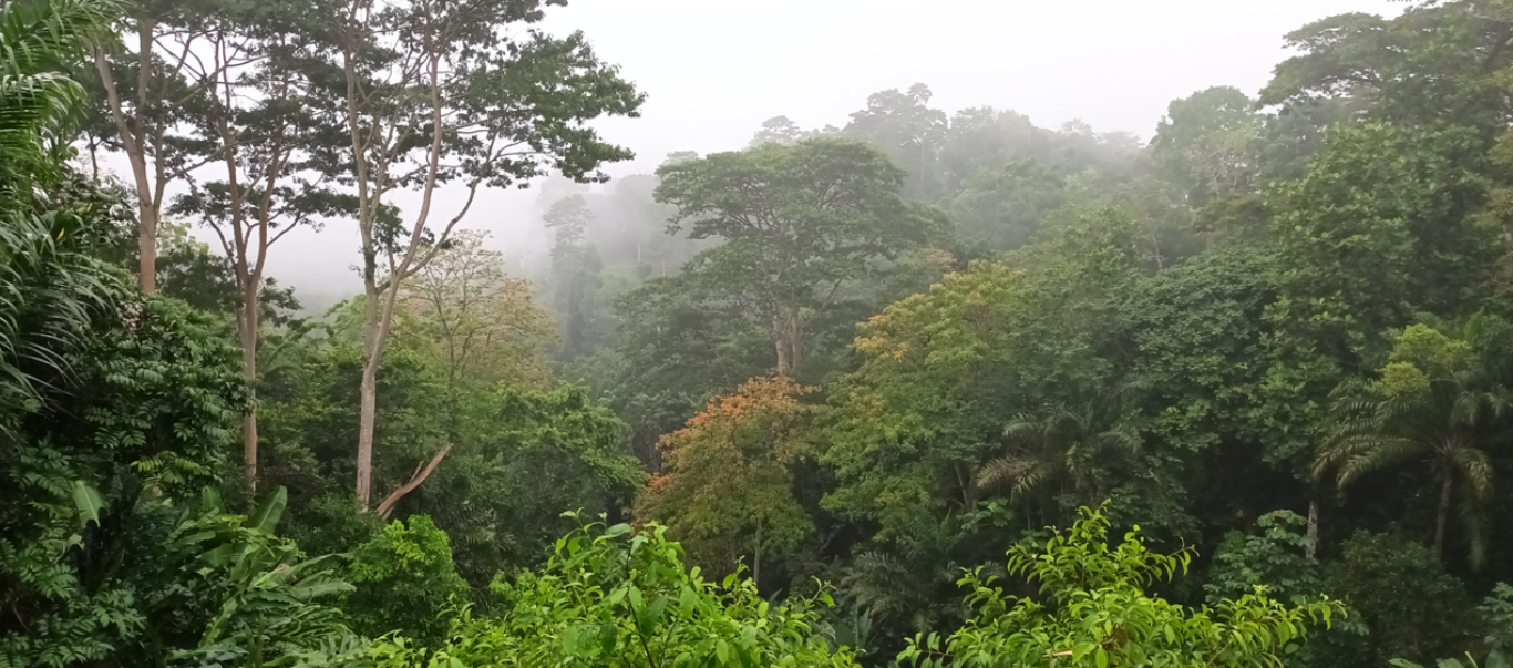Parque Natural Obô São Tomé Roça Saudade